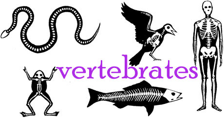 Vertebrates: amphibians, birds, fish, mammals, and reptiles | NATURAL  SCIENCE #3